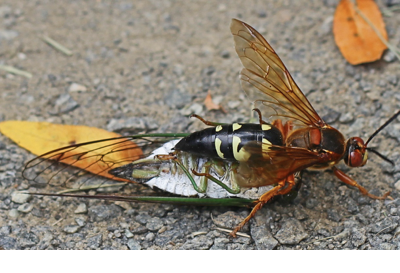 Cicada-Leora Willis-With This Ring I Thee Wedd Ceremonies