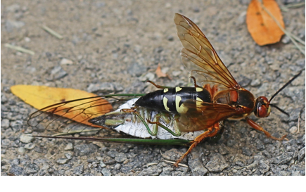 Cicada-Leora Willis-With This Ring I Thee Wedd Ceremonies